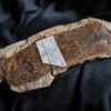 großes Fragment einer Panzerplatte von Plagiosternum granulosum, Trias, Grenzbonebed Muschelkalk / Keuper, Zwingelhausen * reserviert **