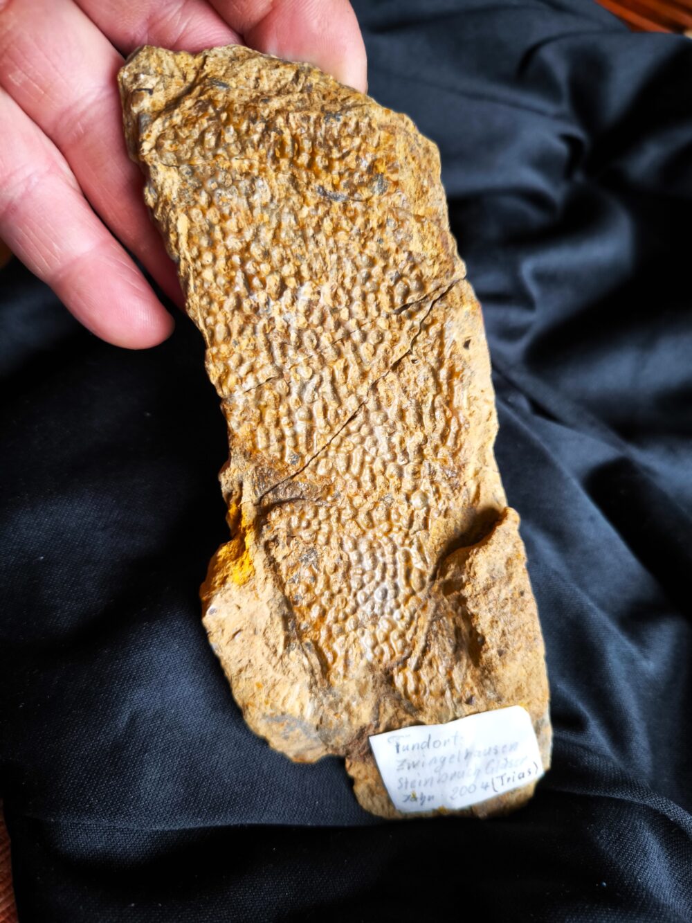 großes Fragment einer Panzerplatte von Plagiosternum granulosum, Trias, Grenzbonebed Muschelkalk / Keuper, Zwingelhausen * reserviert **