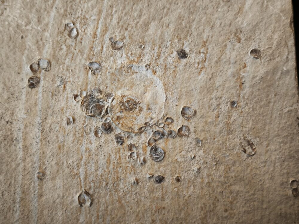 Ammonit mit Austernbewuchs, Malm, Plattenkalk, Nusplingen