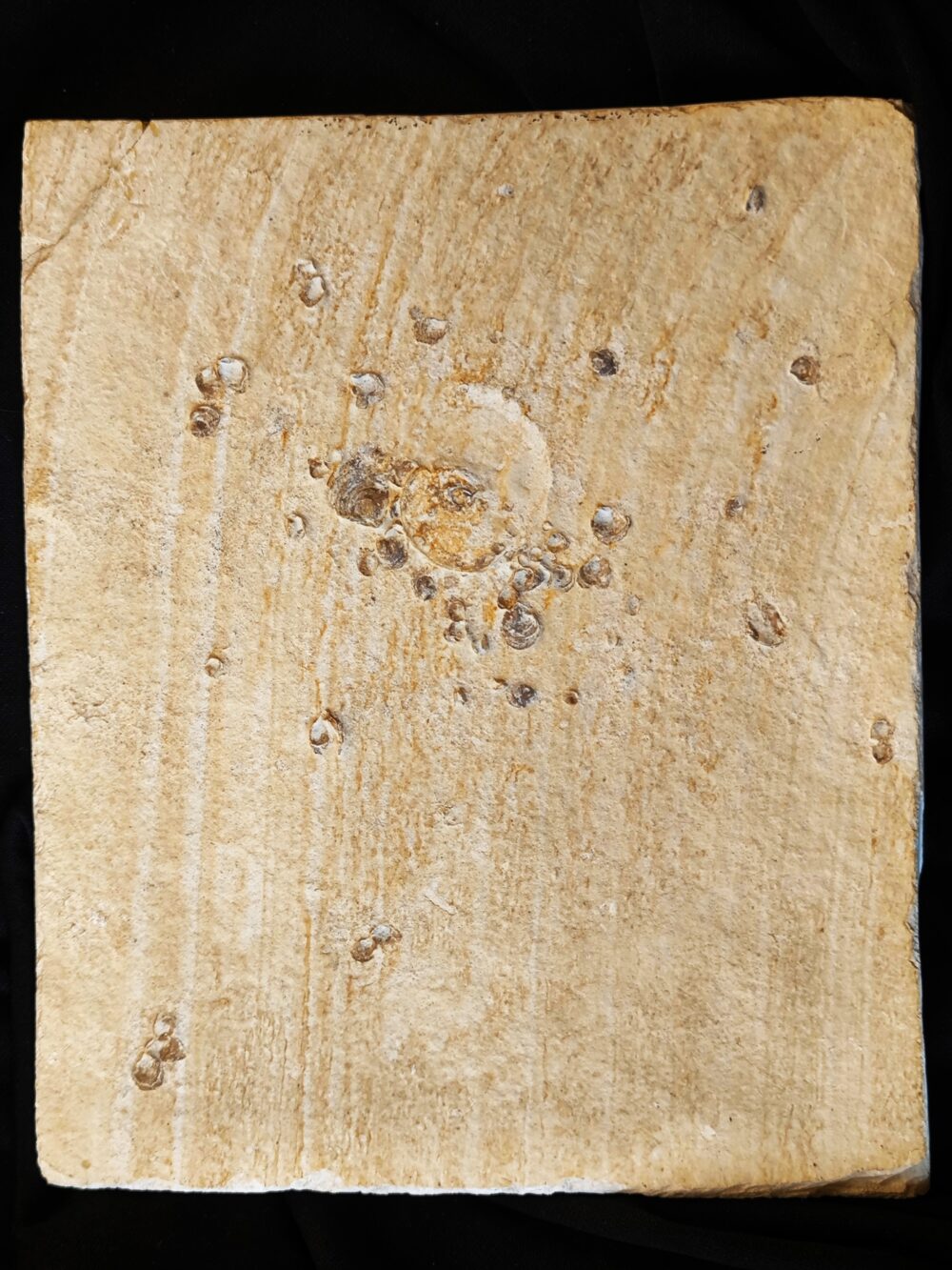 Ammonit mit Austernbewuchs, Malm, Plattenkalk, Nusplingen