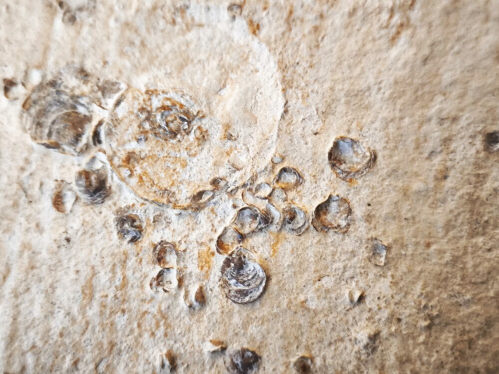 Ammonit mit Austernbewuchs, Malm, Plattenkalk, Nusplingen