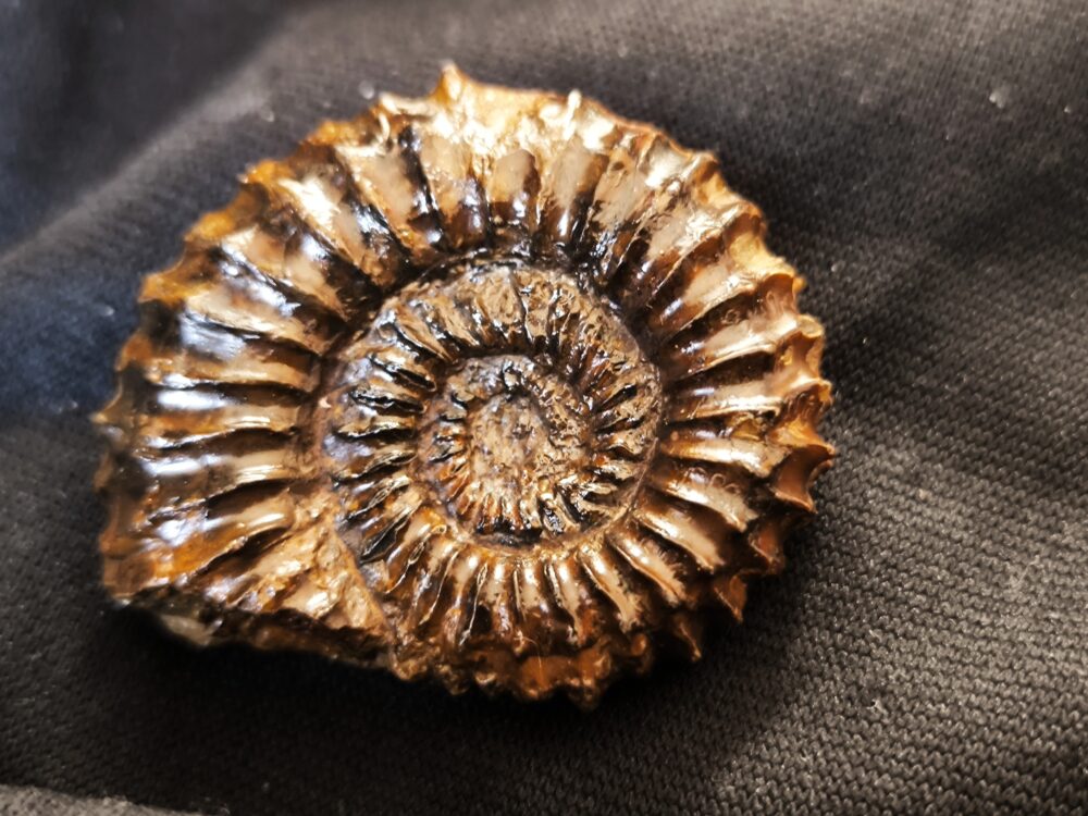 Strenoceras niortense, Dogger, Bajocium, Gruibingen, Autobahnbau * reserviert *