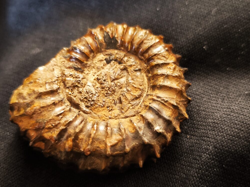 Strenoceras niortense, Dogger, Bajocium, Gruibingen, Autobahnbau  * reserviert *