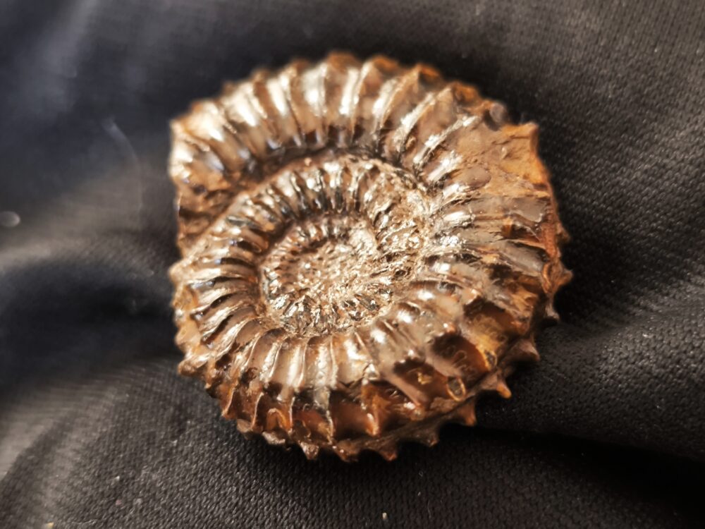 Strenoceras niortense, Dogger, Bajocium, Gruibingen, Autobahnbau  * reserviert *