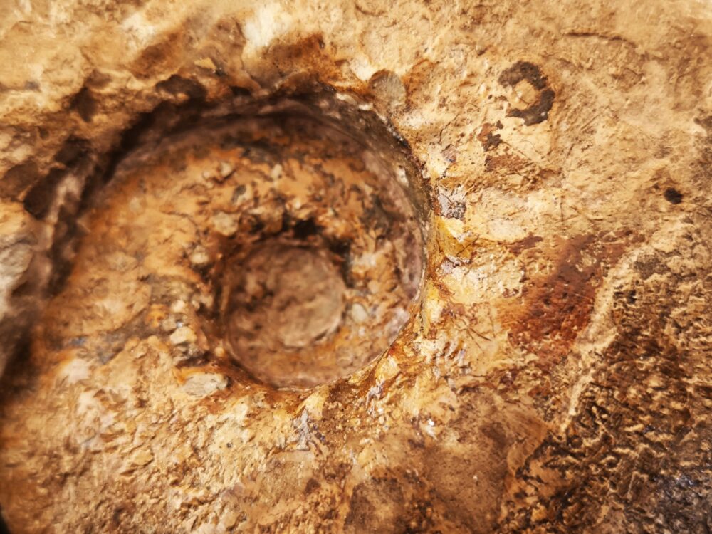 Physodoceras circumspinosum, Malm, Böttingen