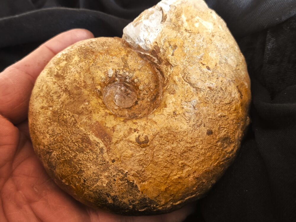 Physodoceras circumspinosum, Malm, Böttingen