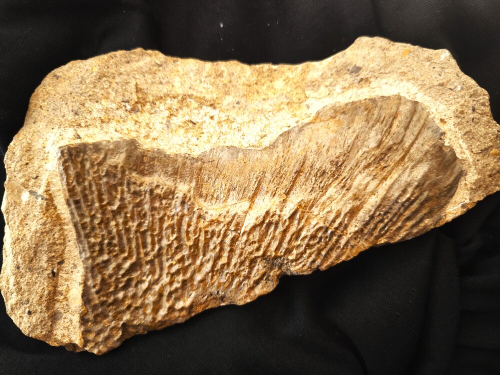 großes Fragment einer Panzerplatte von Plagiosternum granulosum, Trias, Grenzbonebed Muschelkalk / Keuper, Zwingelhausen * reserviert*