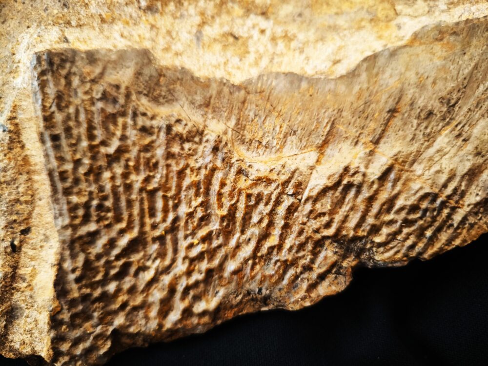 großes Fragment einer Panzerplatte von Plagiosternum granulosum, Trias, Grenzbonebed Muschelkalk / Keuper, Zwingelhausen * reserviert*