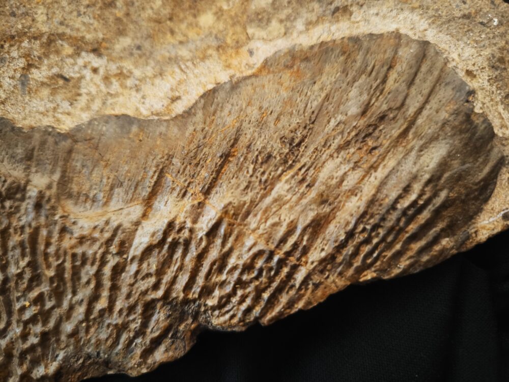 großes Fragment einer Panzerplatte von Plagiosternum granulosum, Trias, Grenzbonebed Muschelkalk / Keuper, Zwingelhausen * reserviert*