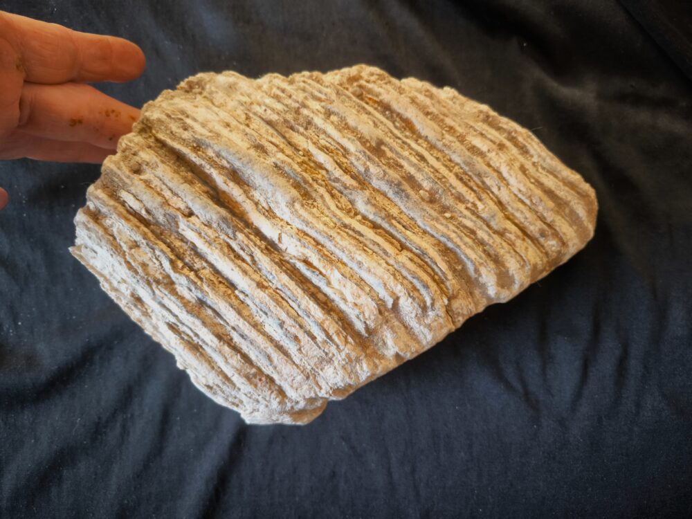 Mammut, Oberkieferbackenzahn, Pleistozän, Tübingen Kiesgrube * reserviert *