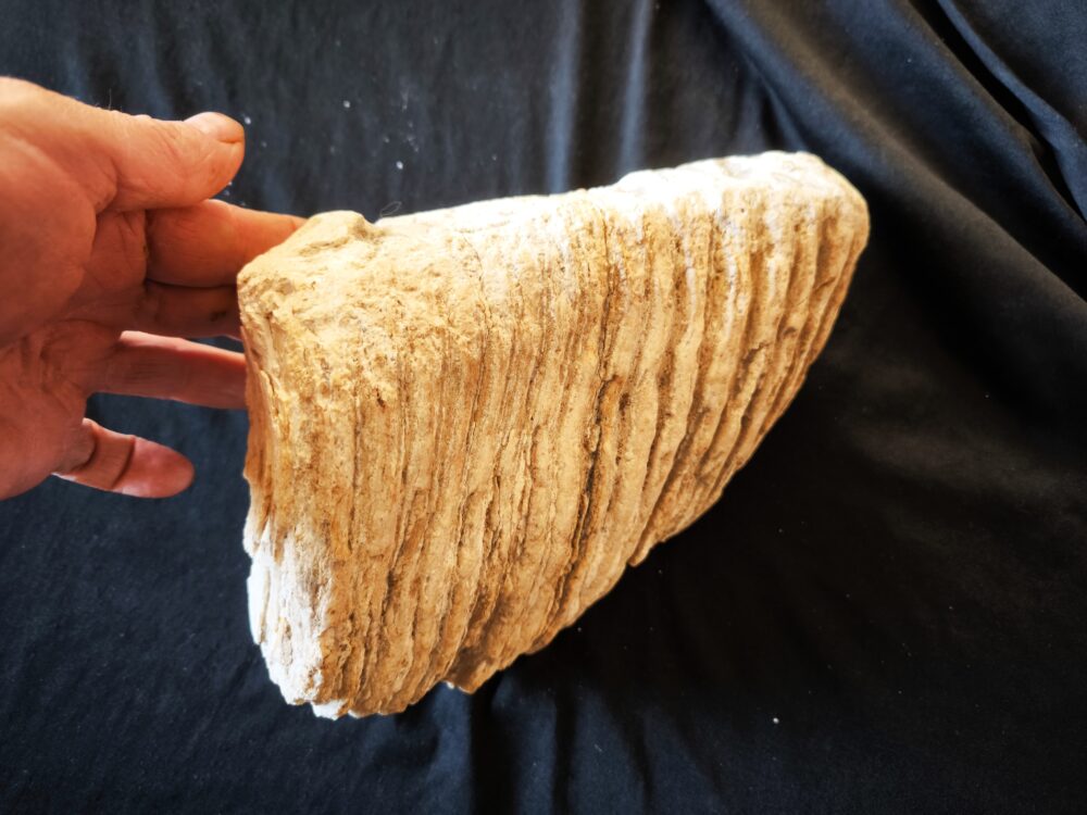 Mammut, Oberkieferbackenzahn, Pleistozän, Tübingen Kiesgrube * reserviert *