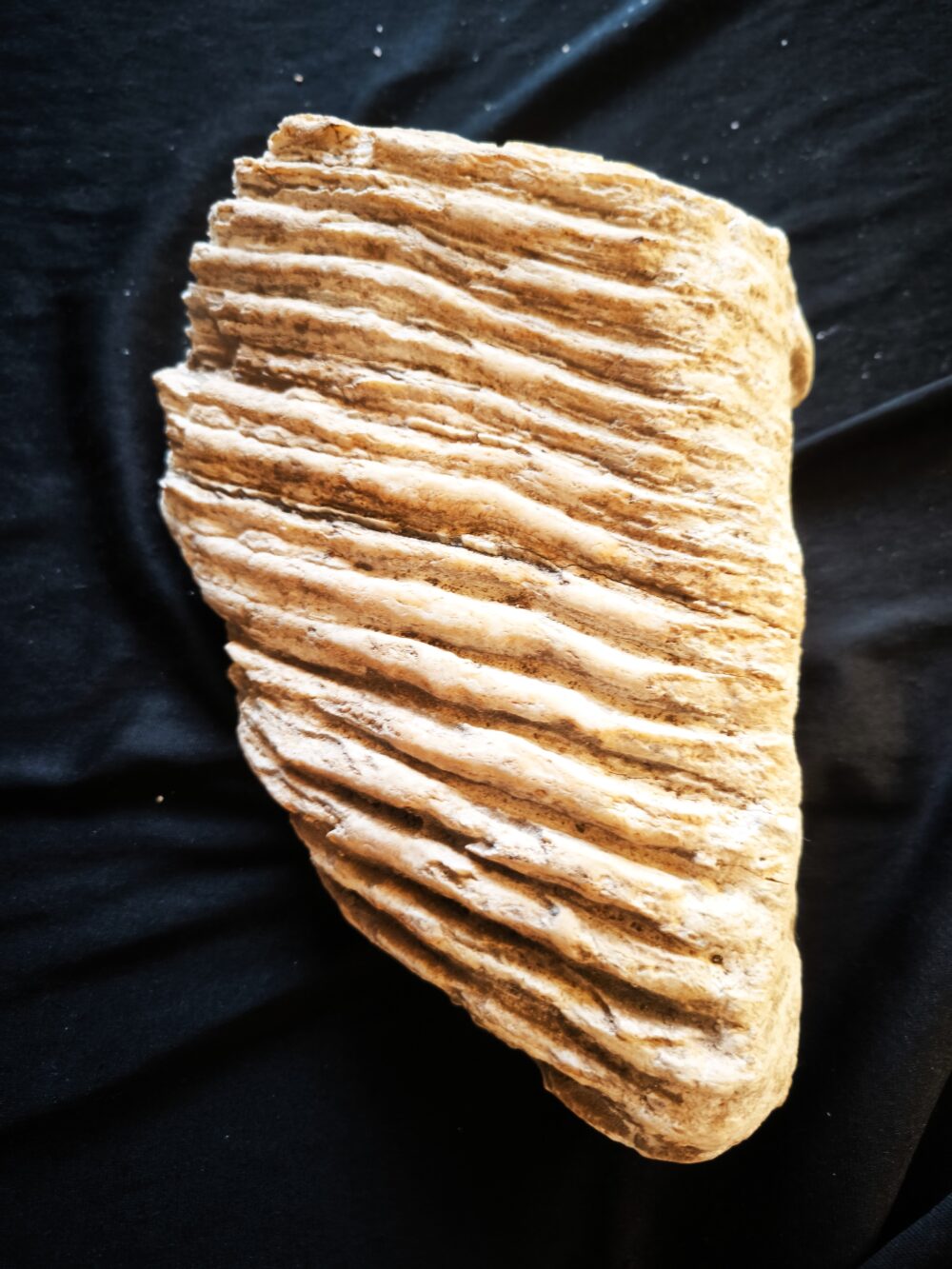 Mammut, Oberkieferbackenzahn, Pleistozän, Tübingen Kiesgrube * reserviert *