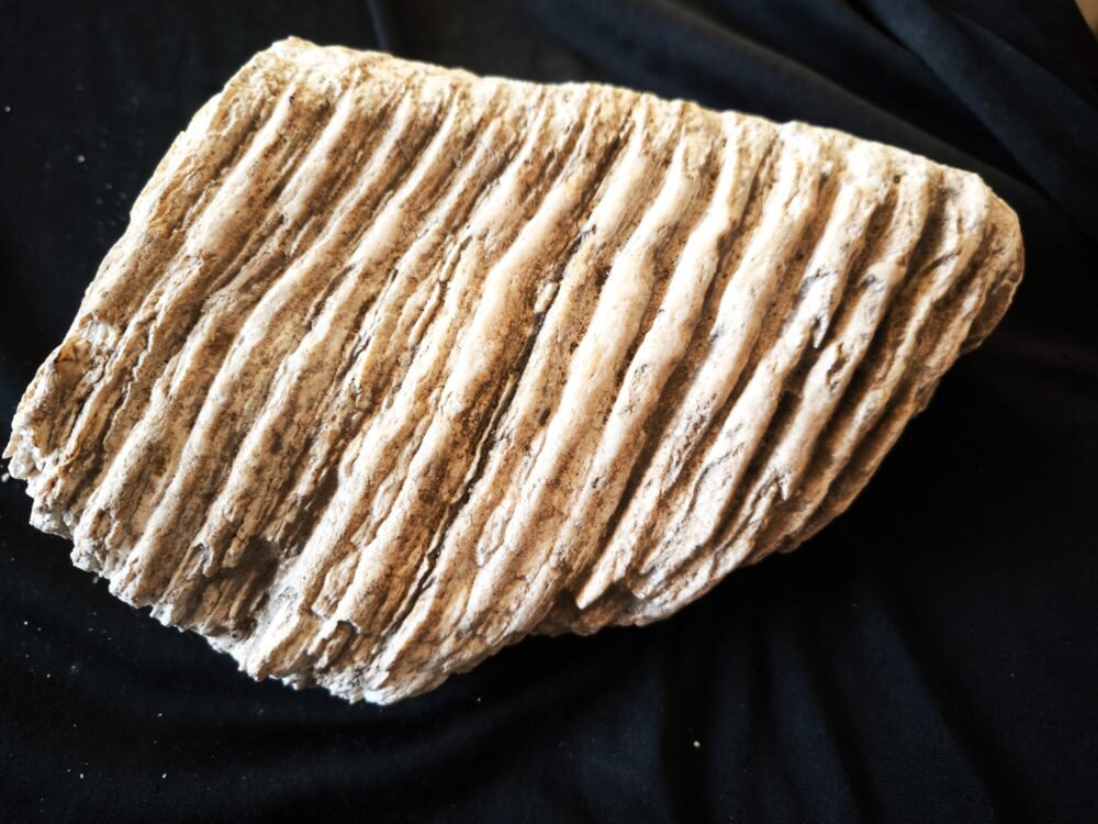 Mammut, Oberkieferbackenzahn, Pleistozän, Tübingen Kiesgrube * reserviert *