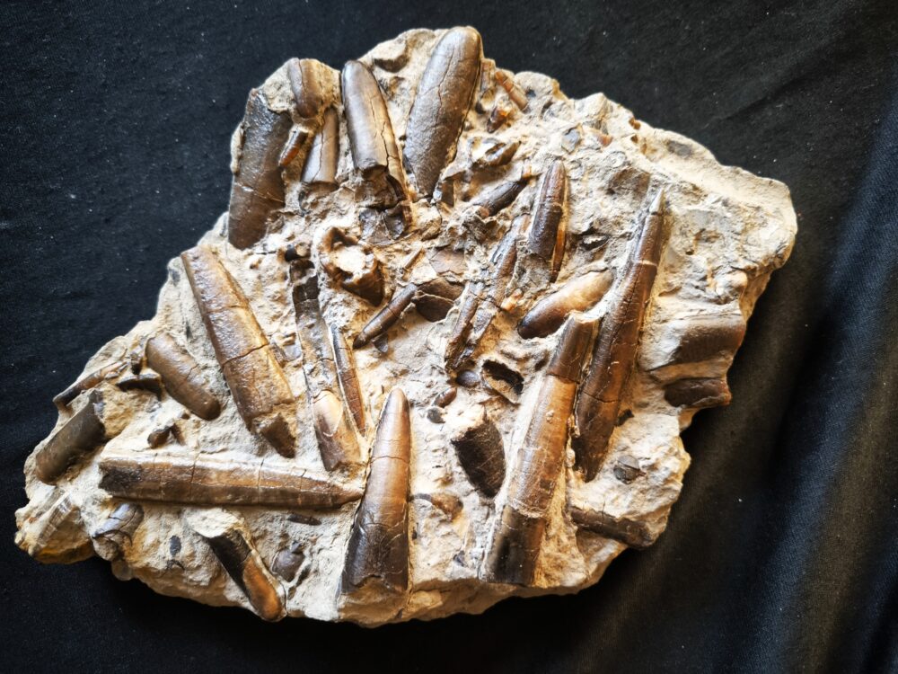 Belemnitenschlachtfeld, Toarcium, Mistelgau