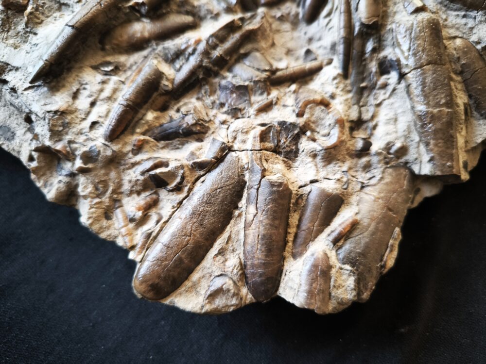 Belemnitenschlachtfeld, Toarcium, Mistelgau