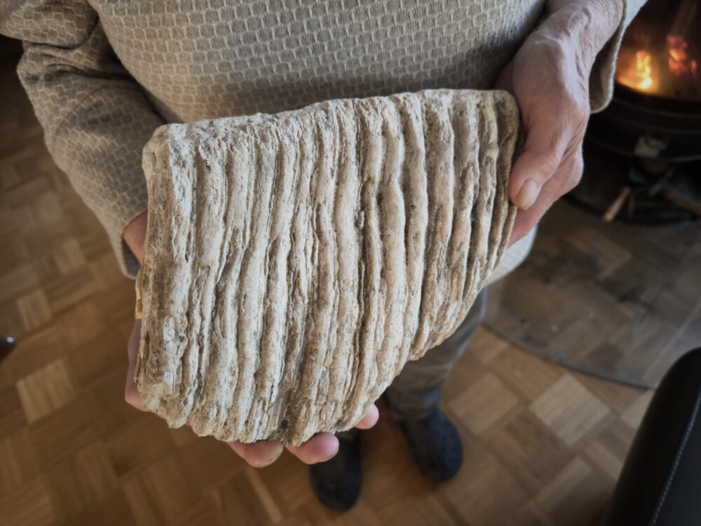 Mammut, Oberkieferbackenzahn, Pleistozän, Tübingen Kiesgrube * reserviert *