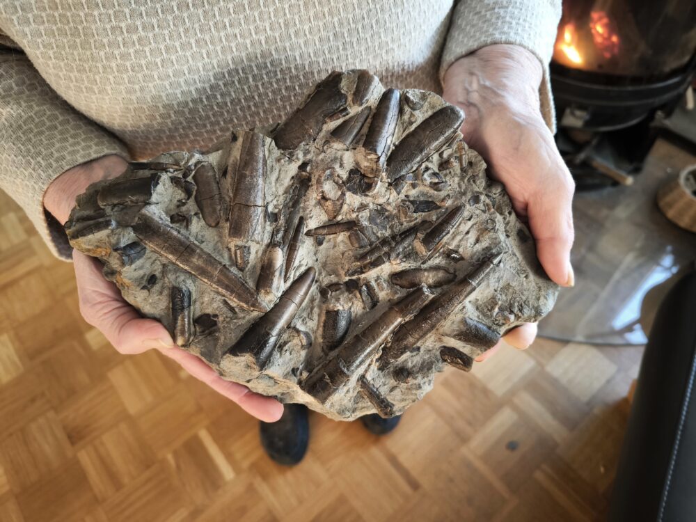 Belemnitenschlachtfeld, Toarcium, Mistelgau