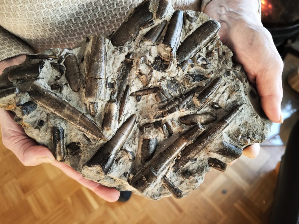 Belemnitenschlachtfeld, Toarcium, Mistelgau