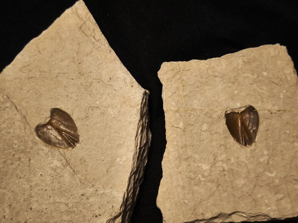 Zwei Lamellaptychen, Malm, Plattenkalk, Nusplingen