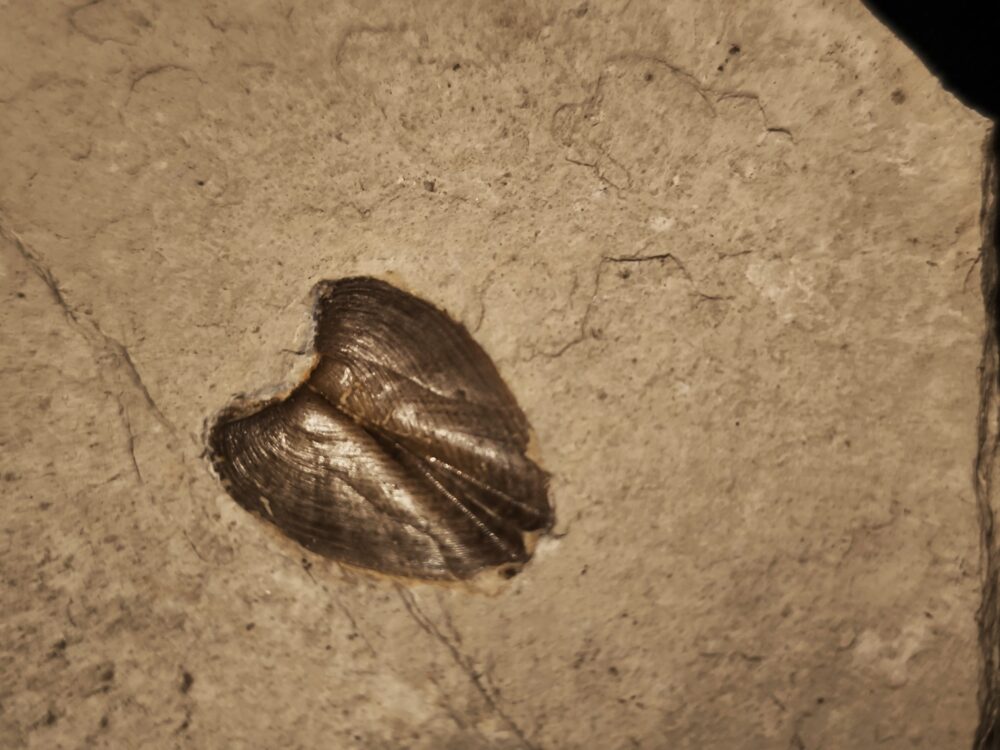 Zwei Lamellaptychen, Malm, Plattenkalk, Nusplingen