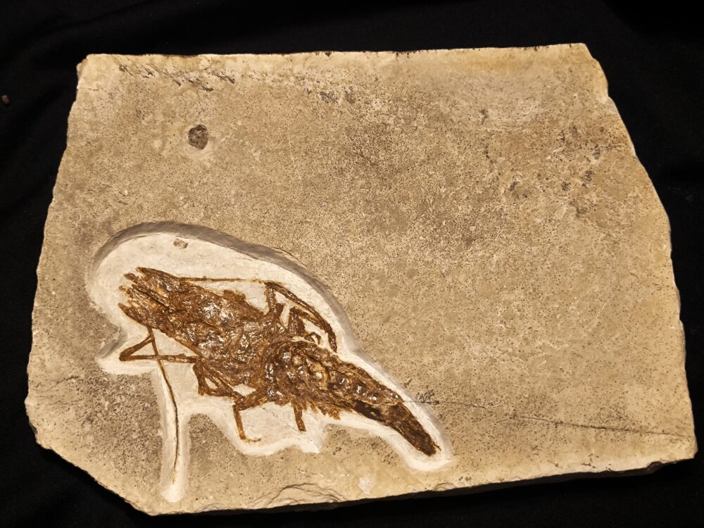 Krebs, Antrimpos undenarius, Malm, Plattenkalk, Nusplingen