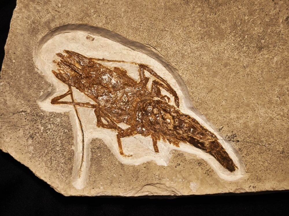 Krebs, Antrimpos undenarius, Malm, Plattenkalk, Nusplingen