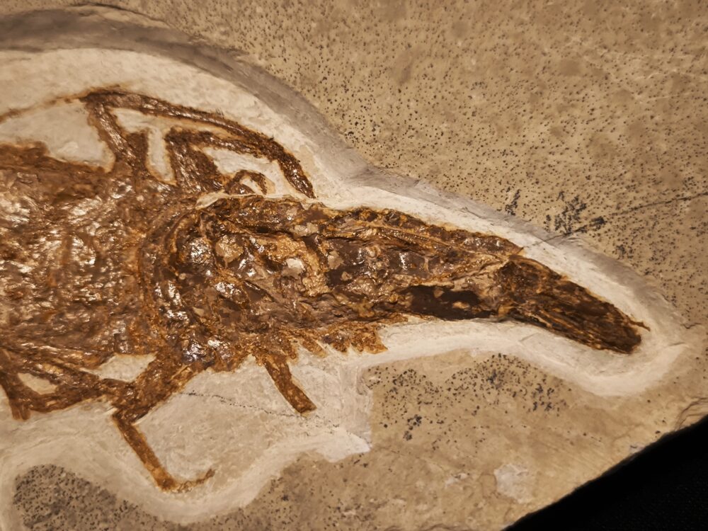 Krebs, Antrimpos undenarius, Malm, Plattenkalk, Nusplingen