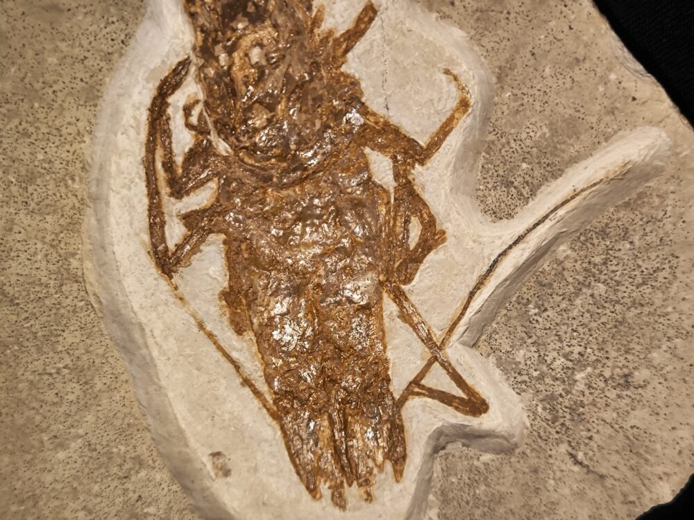 Krebs, Antrimpos undenarius, Malm, Plattenkalk, Nusplingen