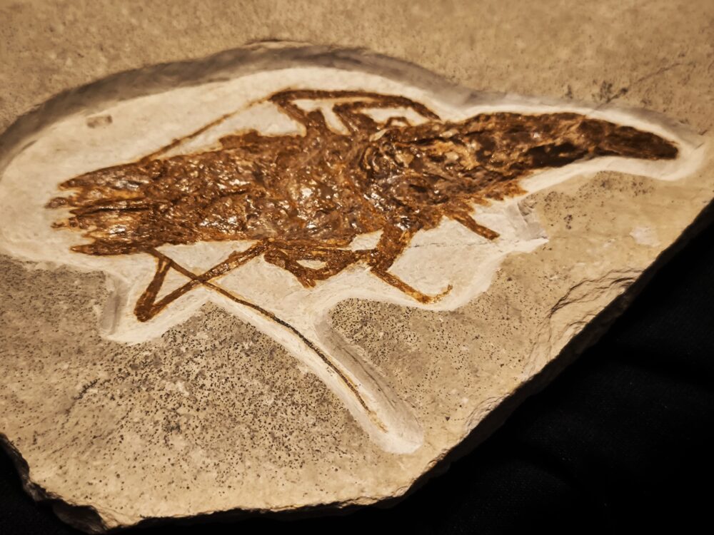 Krebs, Antrimpos undenarius, Malm, Plattenkalk, Nusplingen