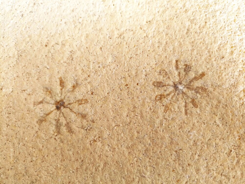 Seelilie, Saccocoma tenella, Doppelstück, Malm, Plattenkalk, Eichstätt