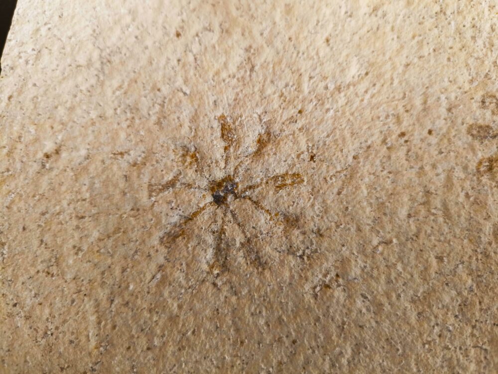 Seelilie, Saccocoma tenella, Doppelstück, Malm, Plattenkalk, Eichstätt