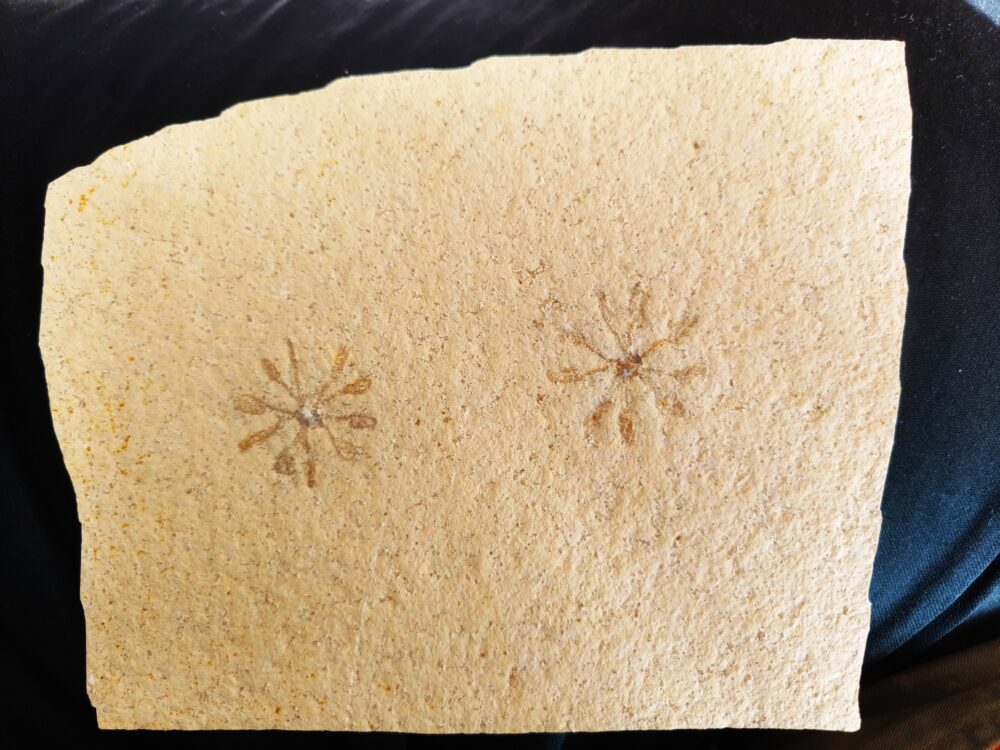 Seelilie, Saccocoma tenella, Doppelstück, Malm, Plattenkalk, Eichstätt