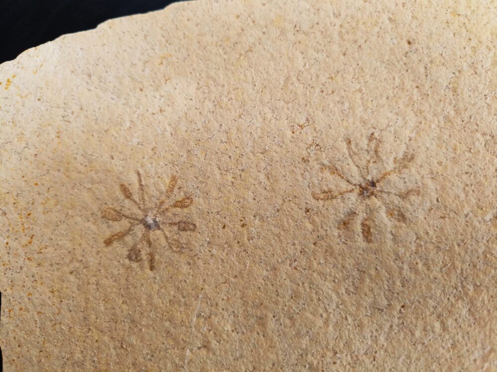 Seelilie, Saccocoma tenella, Doppelstück, Malm, Plattenkalk, Eichstätt