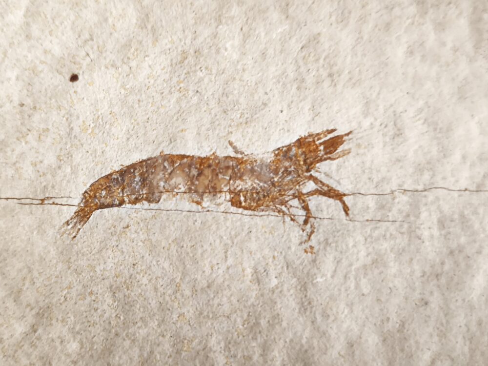 Krebs, selten, Bylginella hexadon juvenil, Malm, Plattenkalk, Eichstätt