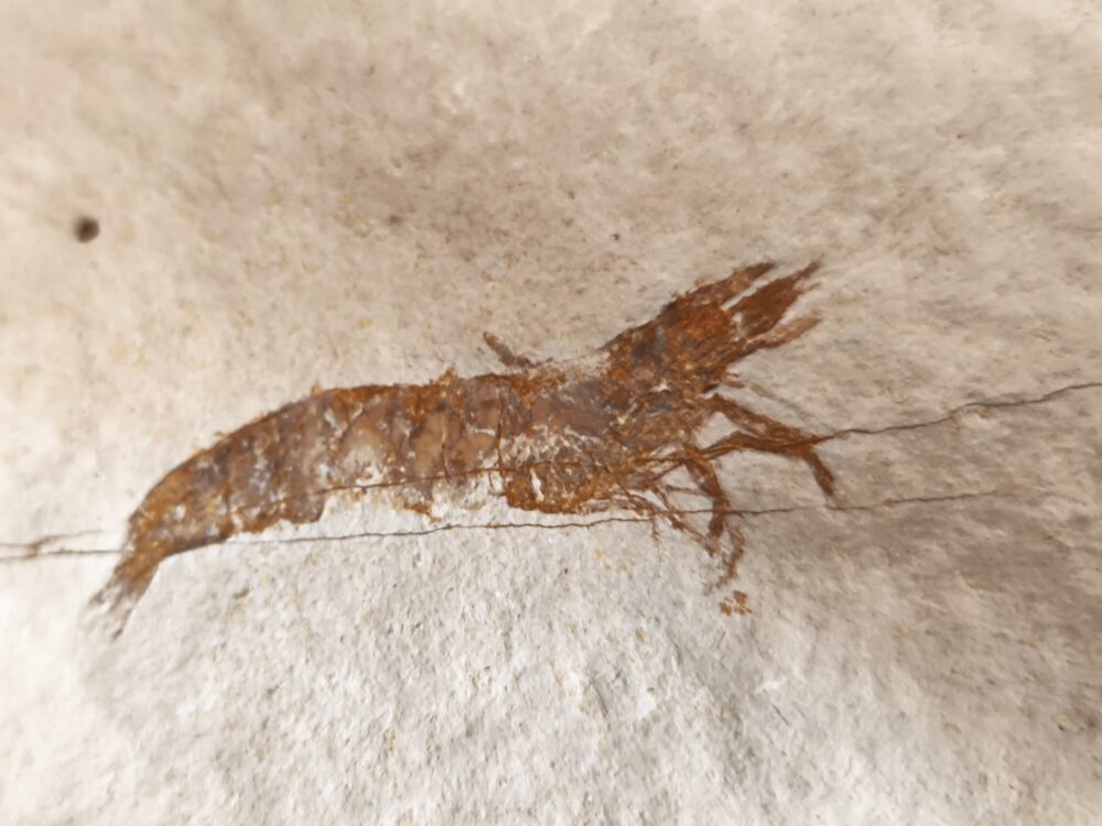 Krebs, selten, Bylginella hexadon juvenil, Malm, Plattenkalk, Eichstätt