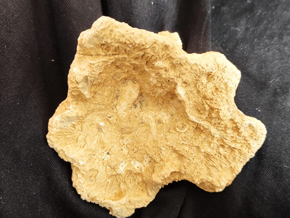 Kieselschwamm, Gattung unbekannt, sehr gute Struktur, Malm , Nusplingen