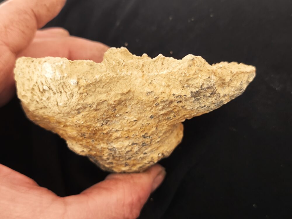 Kieselschwamm, Gattung unbekannt, sehr gute Struktur, Malm , Nusplingen