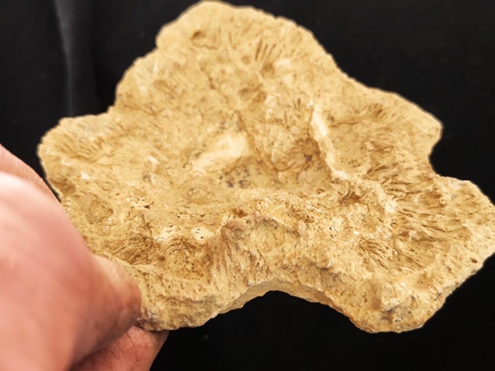 Kieselschwamm, Gattung unbekannt, sehr gute Struktur, Malm , Nusplingen