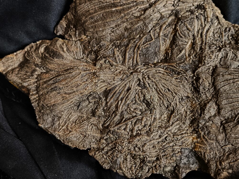 Toprarität! Pentacrinites briareus, Lias, Dotternhausen  * reserviert *