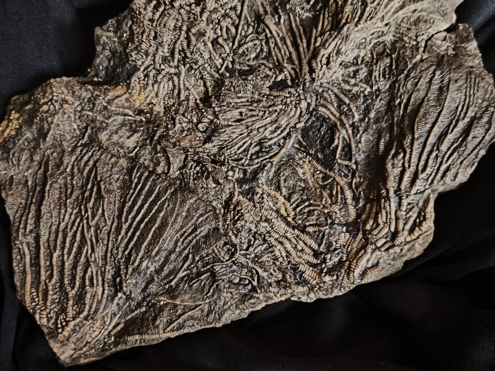 Toprarität! Pentacrinites briareus, Lias, Dotternhausen  * reserviert *