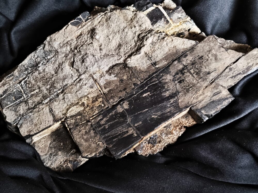 Toprarität! Pentacrinites briareus, Lias, Dotternhausen  * reserviert *