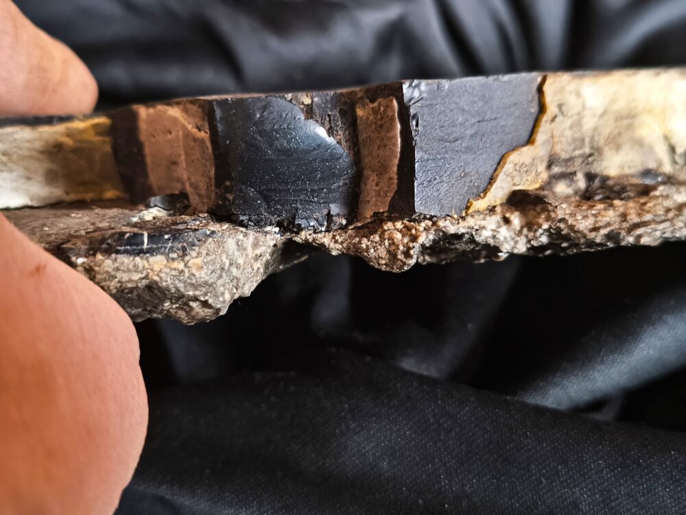 Toprarität! Pentacrinites briareus, Lias, Dotternhausen  * reserviert *