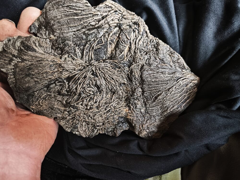 Toprarität! Pentacrinites briareus, Lias, Dotternhausen  * reserviert *