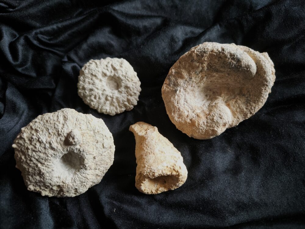 vier schöne Kieselschwämme, Malm, Obernheim, Heuberg