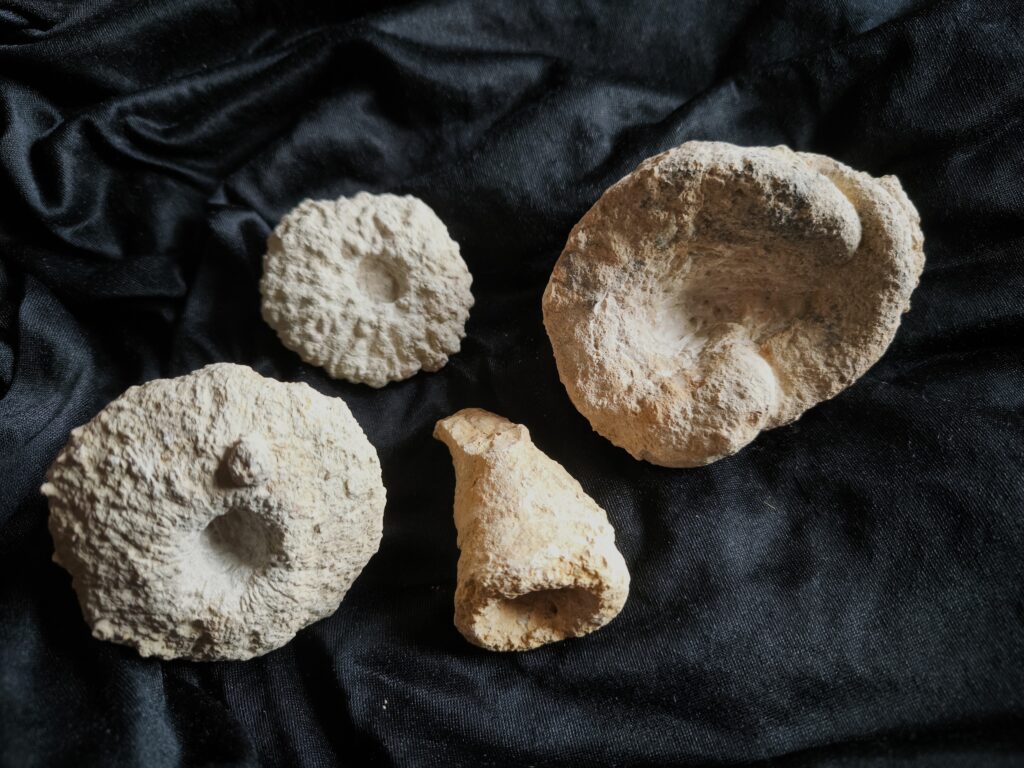 vier schöne Kieselschwämme, Malm, Obernheim, Heuberg