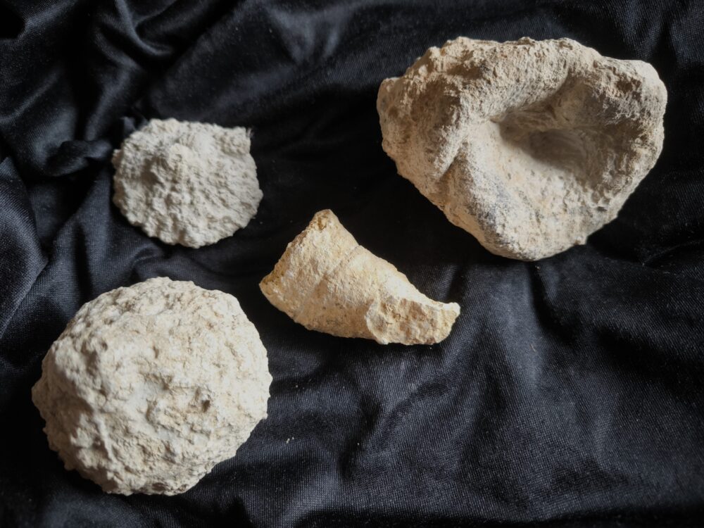 vier schöne Kieselschwämme, Malm, Obernheim, Heuberg