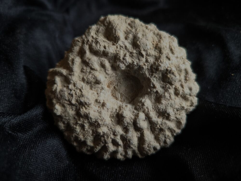 vier schöne Kieselschwämme, Malm, Obernheim, Heuberg