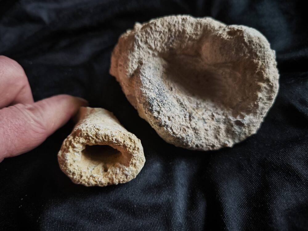 vier schöne Kieselschwämme, Malm, Obernheim, Heuberg