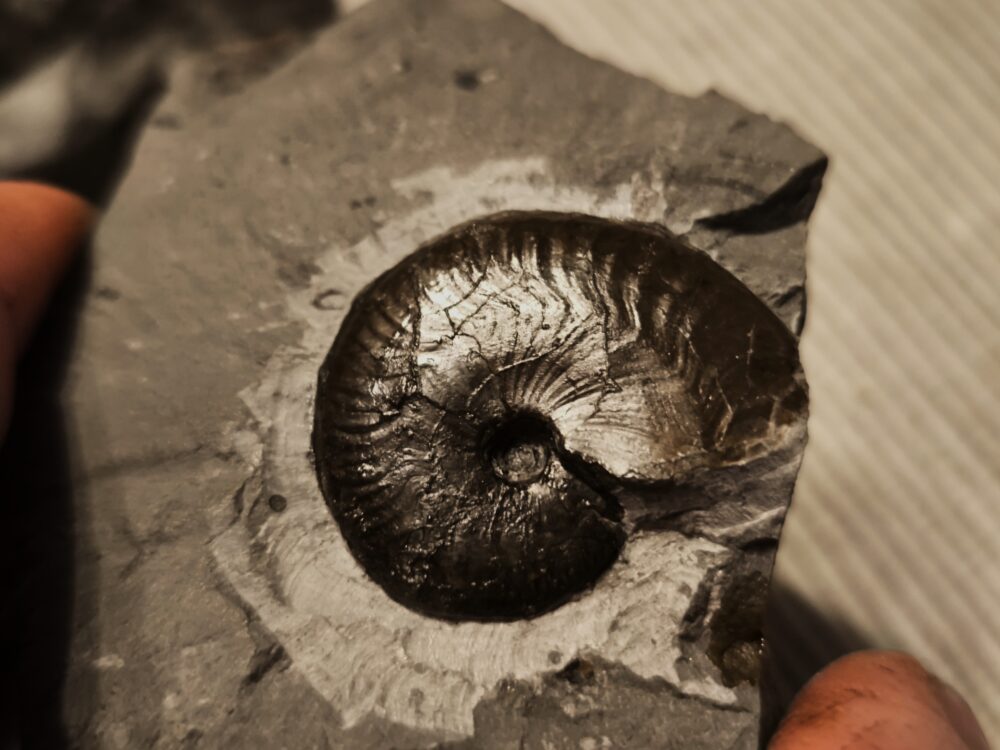 Oecotraustes nivernensis, Dogger, Weilstetten