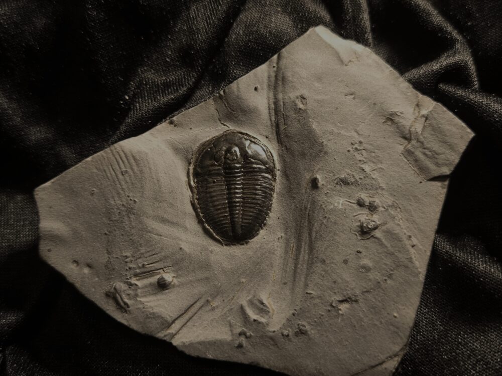 Trilobit: Elrathia kingi, Kambrium, Utah